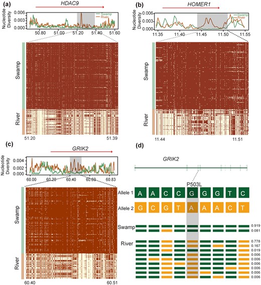 Signatures of selective sweep regions at HDAC9, HOMER1, and GRIK2 genes in swamp buffalo. See the legend of Figure 4 for further details.