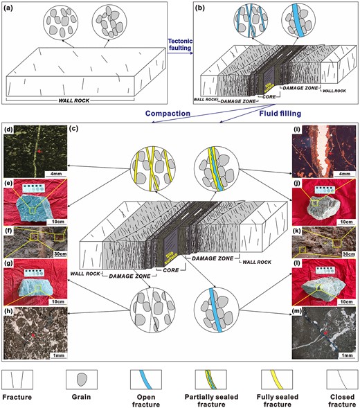 Fracture evolutions in different fault zones during geological periods. (a) In the stage before fault formation, regional fractures uniformly developed; (b) in the fault formation stage, slip surfaces and fractures with large apertures developed at the fault core and shear fractures with smaller apertures developed at the damage zone; (c) in the fluid filling and burial compaction stage of fault evolution, fractures sealed partially and closed incompletely at the fault core, fractures sealed fully and closed completely at the damage zone; (f) and (k) show the sampling points at the damage zone and the fault core; (d) and (e) show the fully sealed fracture from thin section and core photos at the damage zone; (g) and (h) show the completely closed fracture from thin section and core photos at the damage zone; (i) and (j) show the partially sealed fracture from thin section and core photos at the fault core and (l) and (m) show the incompletely closed fracture from thin section and core photos at the fault core.