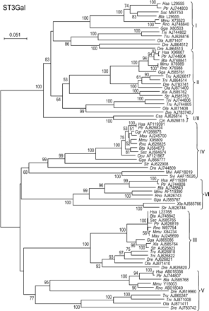 Neighbor-joining phylogenetic tree of the 77 sialyltransferases of the ST3Gal family. One hundred and fifty-six of the 235 positions (60%) were selected in seven G-BLOCKS. Bootstrap values were calculated from 500 replicates, and values >50% are reported at the left of each divergence point. The scale bar represents the number of substitutions per site for a unit branch length. The two urochordate genes from Ciona savignyi (Csa AJ626814) and Ciona intestinalis (Cin AJ626815) are orthologs to the common ancestor (ST3Gal I/II) present before the split of ST3Gal I and II subfamilies.