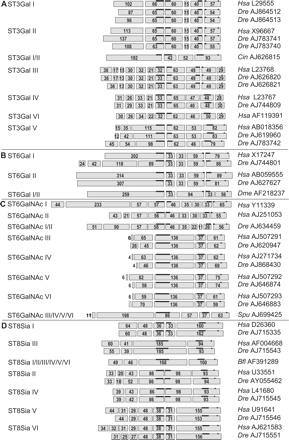 Schematic showing the genomic organization of sialyltransferase genes. Coding exons are represented by rectangles with their relative sizes in amino acids indicated within. Each subfamily is indicated on the left side and the accession number in EMBL/GenBank on the right side. In the ST3Gal family (A), a similar genomic organization was found for the ST3Gal I and II subfamilies, and a similar genomic organization was also found for the ST3Gal III, IV, and VI subfamilies. The genomic organization of ST3Gal V is unique and different from its closest neighbors, the ST3Gal III, IV, and VI subfamilies. Two copies of Danio rerio genes are present in ST3Gal I, II, and III subfamilies. (ST3Gal I: Dre AJ864512, Dre AJ864513; ST3Gal II: Dre AJ783740, Dre AJ783741; and ST3Gal III: Dre AJ626820, Dre AJ626821). In the ST6Gal family (B), the ST6Gal I/II Dme AF218237 gene shares a similar genomic organization with the ST6Gal I and II subfamilies. In the ST6GalNAc family (C), the ST6GalNAc I/II Dre AJ634459 gene shares a similar genomic organization with ST6GalNAc I and II subfamilies and the ST6GalNAc III, IV, V, and VI subfamilies share also similar genomic organization. In the ST8Sia family (D), the ST8Sia I/II/III/IV/V/VI from amphioxus (Bfl AF391289) has similar genomic organization with the ST8Sia III subfamily. The ST8Sia II and IV subfamilies share similar genomic organization, and finally, the ST8Sia V and VI subfamilies share also similar genomic organization.