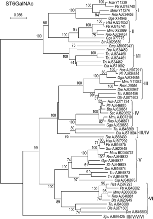 Neighbor-joining phylogenetic tree of the 55 sialyltransferases of the ST6GalNAc family. One hundred and seventy-two of 247 positions (70%) were selected in eight G-BLOCKS. Bootstrap values were calculated from 500 replicates, and values above 50% are reported on the left of each divergence point. The scale bar represents the number of substitutions per site for a unit branch length. Six genes from the bony fish Oncorhynchus mykiss (Omy ABO97943), Danio rerio (Dre AJ634459), Takifugu rubripes (Tre AJ634460 and Tre AJ634461), Tetraodon nigroviridis (Tni AJ634462), and Oryzias latipes (Ola AJ871602) are orthologs to the common ancestor (ST6GalNAc I/II) present before the split of ST6galNAc I and II subfamilies. The gene from the sea urchin Strongylocentrotus purpuratus (Spu AJ699425) is ortholog to the common ancestor (ST6GalNAc III/IV/V/VI) present before the separation of ST6GalNAc III, IV, V, and VI subfamilies. Three genes from the bony fish T. rubripes (Tru AJ646869), O. latipes (Ola AJ871604), and D. rerio (Dre AJ868430) branch out just before the split of ST6GalNAc III and IV with a nonsignificant low bootstrap (<50%). This fact plus the lack of other ST6GalNAc IV genes from bony fish suggest that these three sialyltransferase sequences belong to the bony fish ST6GalNAc IV subfamily.