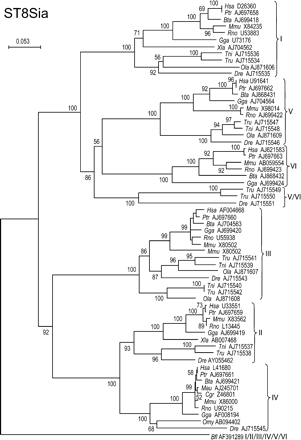 Neighbor-joining phylogenetic tree of the 64 sialyltransferases of the ST8Sia family. Two hundred and four of the 292 positions (70%) were selected in 10 G-BLOCKS. Bootstrap values were calculated from 500 replicates, and values >50%, are reported at the left of each divergence point. The scale bar represents the number of substitutions per site for a unit branch length. The cephalochordate sialyltransferase sequence from Branchiostoma floridae (Bfl AJ715545) branched out at the root of the tree and is ortholog to the common ancestor present before the emergence of the six subfamilies of the ST8Sia family. Three genes from bony fish Takifugu rubripes (Tru AJ715549 and Tru AJ715550) and Danio rerio (Dre AJ715551), branched out before the split of ST8Sia V and VI subfamilies, but the low bootstrap (56%) and the lack of other bony fish sialyltransferases in the ST8Sia VI subfamily suggest that they are genes of the ST8Sia VI subfamily.