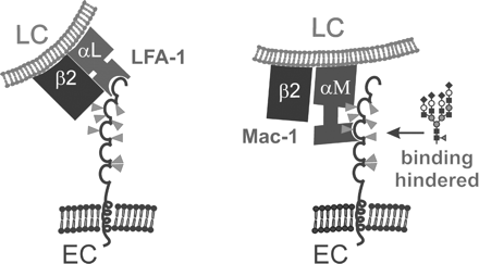 Biological functions of human ICAM-1 and how they are influenced by glycosylation. The five open circles symbolize the five Ig domains of human ICAM-1 and the eight predicted N-glycosylation sites are pointed out by gray triangles. Binding of the first N-terminal Ig domain of human ICAM-1 on endothelial cells (ECs) to LFA-1 (heterodimer of the αL and β2 integrin subunits) on leukocytes (LCs) is not altered by glycosylation, whereas the presence of large complex-type N-glycans (symbolic representation of monosaccharides as in Figure 2B) on the third Ig domain hinders binding to Mac-1 (heterodimer of the αM and β2 integrin subunits) (Diamond et al., 1991).