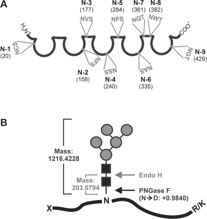 Schematic representations of mouse sICAM-1, its nine potential N-glycosylation sites, and the strategies used for identification of the N-glycosylated sites. (A) Schematic representation of mouse sICAM-1. The five open circles symbolize the five Ig domains and the connecting straight lines the interdomain interfaces. The positions (amino acid number) and amino acid sequences of the nine potential N-glycosylation sites (N-1 to N-9) are shown. (B) To identify the N-glycosylation sites of mouse sICAM-1, we used sICAM-1 expressed in Lec1 cells, which carries only high mannose-type N-glycans, as a sample. The scheme shows the cleavage sites of Endo H and PNGase F and the corresponding mass increments to be expected for glycosylated tryptic peptides. Symbolic representation of monosaccharides is as in Figure 2B.
