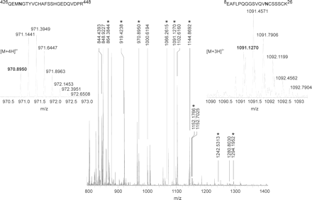 Full-scan ESI-FTICR-MS of the tryptic (glyco-) peptide mixture of mouse sICAM-1 expressed in Lec1 cells. Purified sICAM-1 from Lec1 cells was reduced, alkylated, and digested with trypsin in solution. The resulting (glyco-) peptide mixture was injected into a nanoLC column coupled to a hybrid LTQ-FTICR mass spectrometer. Exact monoisotopic masses of the ions detected are shown above the peaks. For assignment of peptides carrying a Hex5HexNAc2 glycan (highlighted by asterisks), see Table I. The insets show the isotopic distributions of the [M + 4H]4+ ion of the glycopeptide (426–448) and of the [M + 3H]3+ ion of the glycopeptide (8–26) containing the N-9 and N-1 glycosylation sites, respectively.