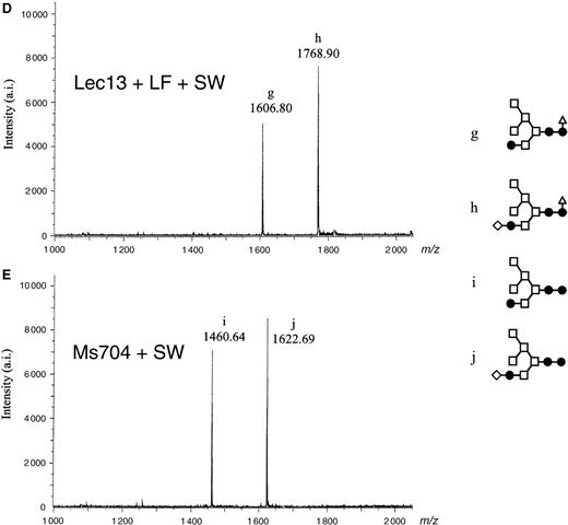 MALDI-TOF MS spectra of neutral oligosaccharides from antihuman CD20 IgG1s. Antibody Fc oligosaccharides released by PNGase F digestion were analyzed using a MALDI-TOF MS spectrometer Reflex III. The m/z value corresponds to the sodium-associated oligosaccharide ion. Oligosaccharide structures of antihuman CD20s obtained from various CHO cell cultures are shown in each chart: (A) rituximab, (B) Lec13 A4 with l-fucose, (C) Ms704 1A7-15, (D) Lec13 A4 with l-fucose and swainsonine, (E) Ms704 1A7-15 with swainsonine, (F) Ms704 1A7-15 with kifunensine, and (G) Lec1 R7. The schematic oligosaccharide structure of each peak (from a to m) is illustrated on the right side of the charts: GlcNAc (closed circles), mannose (open squares), galactose (open diamonds), and fucose (open triangles).