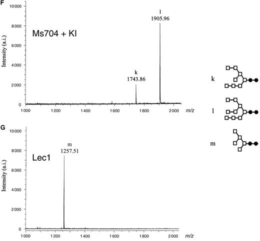 MALDI-TOF MS spectra of neutral oligosaccharides from antihuman CD20 IgG1s. Antibody Fc oligosaccharides released by PNGase F digestion were analyzed using a MALDI-TOF MS spectrometer Reflex III. The m/z value corresponds to the sodium-associated oligosaccharide ion. Oligosaccharide structures of antihuman CD20s obtained from various CHO cell cultures are shown in each chart: (A) rituximab, (B) Lec13 A4 with l-fucose, (C) Ms704 1A7-15, (D) Lec13 A4 with l-fucose and swainsonine, (E) Ms704 1A7-15 with swainsonine, (F) Ms704 1A7-15 with kifunensine, and (G) Lec1 R7. The schematic oligosaccharide structure of each peak (from a to m) is illustrated on the right side of the charts: GlcNAc (closed circles), mannose (open squares), galactose (open diamonds), and fucose (open triangles).