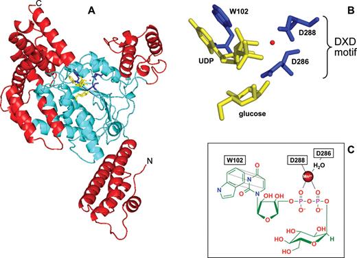 Crystal structure of the catalytic domain of toxin B. (A) The catalytic core, which is similar to that of type-A glycosyltransferases is in blue. Residues, which are specific for clostridial glucosylating toxins, but not found in other glycosyltransferases, are shown in red. UDP-glucose and Mn2+ are shown in yellow and red, respectively [structure is from (Reinert et al., 2005)]. (B) The 286DXD288 motif and the essential tryptophan102 residue are magnified. (C) Function of the DXD motif in coordination of UDP-glucose and manganese ion and of Trp102 in positioning of the uracil ring of UDP is indicated.