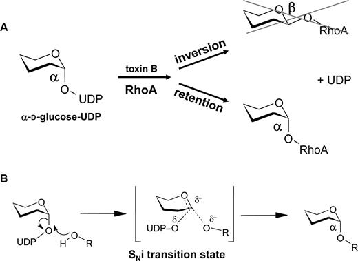 Mechanism of toxin B-catalyzed glucosylation of RhoA. (A) Toxin B is a retaining glucosyltransferase. The α-anomeric configuration of UDP-glucose is retained in the glucose-RhoA linkage after modification of the GTPase. (B) The mechanisms of reaction is most likely an internal return stereospecific SN2-like-mechanism (SNi-mechanism), which depends on an oxocarbenium ion-like transition state.