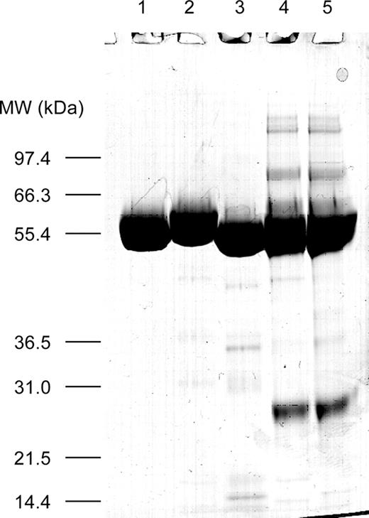 Purity of expressed GCase. Preparations were reduced in dithiothreitol and analyzed for purity by SDS–PAGE using a 10% NuPAGE gel in 3-(N-morpholino)propanesulfonic acid (MOPS) running buffer (Invitrogen). Samples (10 µg each) included Cerezyme® (lane 1), kGCase (lane 2), baculovirus GCase (lane 3), Lec1 GCase with Arg495 (lane 4), and Lec1 GCase with His495 (lane 5). Bands were visualized with Coomassie blue stain.
