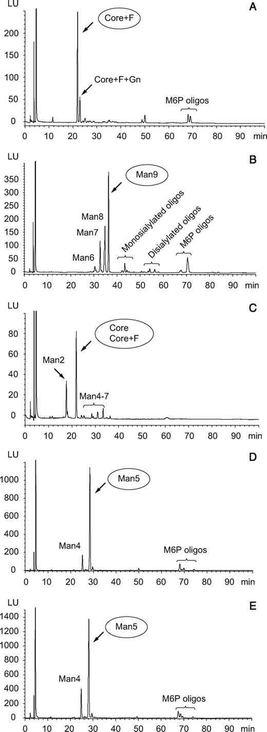 Analysis of glycosylation by HPLC. Oligosaccharides were analyzed by HPLC as described in Materials and methods section with fluorescence detection of oligosaccharides and identification by on-line mass spectrometry. The preparations analyzed here included Cerezyme® (A), kGCase (B), baculovirus GCase (C) and the two forms of GCase expressed in Lec1 cells, Arg495 (D) and His495 (E). Abbreviations used are: Man, mannose; F, fucose; M6P, mannose 6-phosphate; oligo, oligosaccharide; Core, Man3GlcNAc2 where GlcNAc is N-acetylglucosamine.