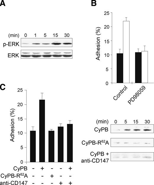 Involvement of CD147 and p44/p42 MAPK pathway in CyPB-initiated adhesion of CD4+/CD45RO+ T lymphocytes. (A) CD4+/CD45RO+ T lymphocytes were either stimulated or not in the presence of 50 nM CyPB for various times and the activation of p44/p42 MAPK was analyzed by using antibodies to phosphorylated ERK1/2 (p-ERK). Parallel immunoblotting with anti-total ERKs confirmed equal loading of samples. (B) Involvement of p44/p42 MAPK in CyPB-initiated adhesion. Following pretreatment or not in the presence of PD98059 (50 µM), CD4+/CD45RO+ T lymphocytes were incubated either in the absence (filled bar) or the presence (open bar) of 50 nM of CyPB and then allowed to adhere into fibronectin-coated wells. (C) T cells were incubated in the absence or presence of either CyPB (50 nM), CyPB plus anti-CD147 antibodies (10 µg/mL) or CyPBR62A (50 nM), and thereafter used for analysis of cell adhesion to fibronectin or ERK1/2 phosphorylation. Data are representative of at least three separate experiments conducted with peripheral blood Tlymphocytes from different donors. Each bar of histograms represents the mean ± SD of triplicate determination of an individual experiment. Results of adhesion assays are expressed as percentages of initially added cells (106 per well) remaining associated to the coated well.