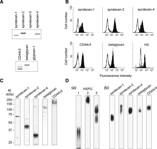 Expression of HSPG on CD4+/CD45RO+ T lymphocytes: (A) Analysis of HSPG specific mRNA by semi-quantitative RT-PCR. GAPDH mRNA was also determined to normalize for input of total RNA. (B) Analysis of HSPG expression by flow cytofluorimetry. Reactivity of immunoreactive anti-HSPG antibodies (filled peaks) was compared to appropriate isotype-matched control antibodies (open peaks). (C) Analysis of HSPG expression by western blot. Cell surface HSPG were extracted and enriched by anion exchange chromatography on DEAE-sepharose. Following treatment with heparinase I and chondroitinase ABC, deglycanated HSPG were separated on 10% SDS-PAGE, transblotted onto nitrocellulose and immunostained with specific antibodies. (D) Analysis of HSPG expression by antibody-driven EMSA. (a) Lane 1: whole cell proteins were separated on 10% native PAGE for 3 h at 250 mA, transblotted onto nitrocellulose and HSPG were immunostained using a two-step procedure with anti-HS antibodies followed by secondary anti-mouse IgM; lane 2: cell lysate was preincubated in the presence of anti-HS antibodies (0.2 µg per lane) prior electrophoresis (3 h at 250 mA) and the immune complex was directly immunostained with peroxidase conjugated anti-mouse IgM antibodies; lane 3: cell lysate was preincubated with anti-HS antibodies and proteins were separated on native PAGE for 8 h at 250 mA prior immunostaining. (b) Cell lysates were preincubated in the presence of specific antibodies to HSPG (0.2 µg per lane). The proteins were then separated on native PAGE for 8 h at 250 mA, transblotted onto nitrocellulose and the immune complexes were directly immunostained with appropriate peroxidase conjugated secondary antibodies. Data are from an individual experiment and are representative of at least 10 separate experiments conducted with peripheral blood T lymphocytes from different donors.