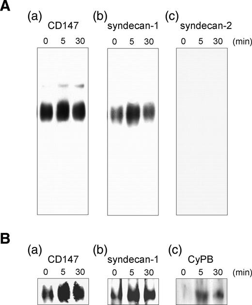Association of HSPG to CD147 on CD4+/CD45RO+ T lymphocytes. T cells were stimulated or not in the presence of CyPB (50 nM) for increasing times and thereafter lysed. Following preincubation with anti-CD147 antibodies (0.2 µg per lane), cell lysates were separated on 10% native PAGE for 8 h at 250 mA and transblotted onto nitrocellulose. (A) Membrane was either directly immunostained with peroxidase conjugated anti-mouse IgG secondary antibodies (a), or reprobed with goat antibodies to either syndecan-1 (b) or syndecan-2 (c). (B) In next experiments, the immune complexes formed by preincubation with anti-CD147 antibodies (a) were revealed with either goat antibodies to syndecan-1 (b) or rabbit antibodies to CyPB (c). Data are from an individual experiment and are representative of at least three separate experiments conducted with peripheral blood T lymphocytes from different donors.