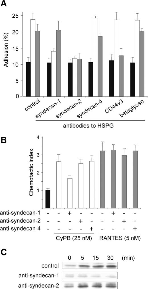 Inhibitory effect of anti-HSPG antibodies on CyPB-induced cell responses. CD4+/CD45RO+ T lymphocytes were preincubated in the presence of antibodies to HSPG (2 µg/mL) and thereafter used for analysis of CyPB-induced migration, cell adhesion to fibronectin or p44/p42 MAPK activation. (A) T cells were incubated in the absence (filled bars) or the presence of 50 nM CyPB (open bars) or 15 nM RANTES (grey bars) and allowed to adhere into fibronectin-coated wells. Results are expressed as percentages of initially added cells remaining associated to the coated wells. (B) The chemotactic responses of T cells are expressed as the number of cells migrating to 25 nM CyPB (open bars) or RANTES 5 nM (grey bars) divided by the number of cells migrating to medium alone (filled bar). In both adhesion and migration assays, each bar of the histograms represent mean ± SD of triplicate from an individual experiment. (C) T cells were either stimulated or not with 50 nM CyPB for various times and the phosphorylation status of ERK1/2 was analyzed by western blot. Data are representative of at least three separate experiments conducted with peripheral blood T lymphocytes from different donors.