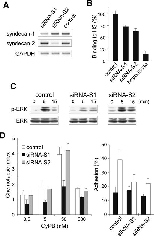 Effect of syndecan-1 siRNA on CyPB-induced responses. Differentiated THP-1 cells were transfected with syndecan-1 siRNA, syndecan-2 siRNA, or GFP-siRNA (control). (A) The expression of specific RNA of syndecan-1 and syndecan-2 was analyzed by semi-quantitative RT-PCR 48 h post transfection. (B) Involvement of syndecan-1 and syndecan-2 in the interaction of CyPB with cell surface HS was analyzed by measuring the binding of transfected THP-1 cells (72 h posttransfection) to immobilized CyPB (1 µg/well). Heparinase-treated cells were used as a control to estimate the whole participation of HS in the interaction. (C) THP-1 cells (72 h posttransfection) were either stimulated or not in the presence of 50 nM CyPB for various times and the activation of p44/p42 MAPK was analyzed by using anti-phosphorylated ERK1/2 (p-ERK). Parallel immunoblotting with anti-total ERKs confirmed equal loading of samples. (D) CyPB-mediated adhesion and migration of THP-1 cells were analyzed 72 h posttransfection. Left panel: migratory response of THP-1 cells transfected with syndecan-1 siRNA (filled bars), syndecan-2 siRNA (grey bars) or GFP-siRNA (open bars) to increasing concentrations of CyPB. Right panel: cell adhesion to fibronectin in the absence (filled bars) or the presence of 50 nM CyPB. Each bar of histograms represents mean ± SD of triplicate. Representative results from three independent experiments are shown.