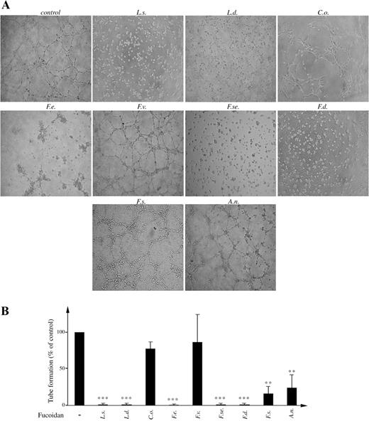 Differential inhibitory effects of fucoidans on human umbilical vein endothelial cell (HUVEC) tubulogenesis. (A) Representative pictures of HUVEC on matrigel in presence of fetal bovine serum (FBS) along with 100 µg/mL of each of the indicated fucoidans. (B) Quantitative analysis of tube formation was performed by counting of closed areas (tubes) in four different fields. Data are collected from at least three independent experiments. ***P < 0.001 and **P < 0.01.