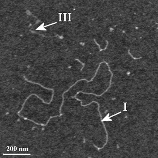 AFM image of the affinity-purified mucins highlighting examples of the polymer types I and III referred to in the text. 1200 × 1200 nm scan size, z-range 3 nm.