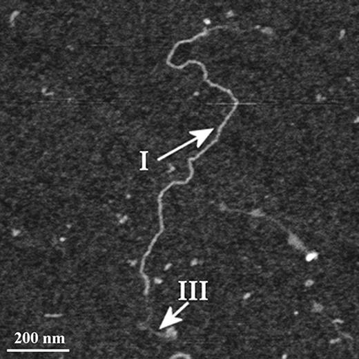 AFM image of affinity-purified MUC5AC mucins, showing detail of a single polymer containing two conformations. 1200 × 1200 nm scan size, z-range 3 nm.