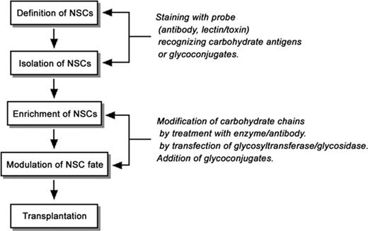 A model strategy of using glycoconjugates and carbohydrate antigens for NSC transplantation therapy. It is thought that glycoconjugates and carbohydrate antigens are useful markers to define and isolate NSCs by staining with specific cell surface probes. In addition, it may be possible to modulate the fate of NSCs by modifying the carbohydrate chains involved in signal transduction or cell adhesion.
