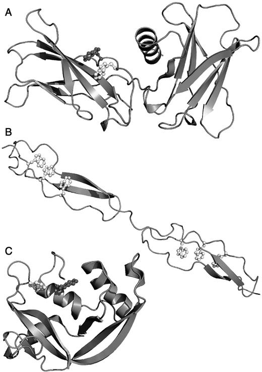 Protein structures of C-mannosylated proteins. Figures were prepared using PyMol (http://www.pymol.sourceforge.net/). Glycosylated tryptophans are shown in white, WXXW nonglycosylated tryptophans in dark gray. (A) Human erythropoietin receptor (1EER) (Syed et al. 1998). (B) Thrombospondin repeats (1LSL) (Tan et al. 2002). (C) Eosinophil-derived neurotoxin (2BZZ) (Baker et al. 2006).