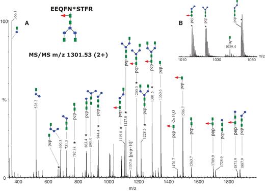 MS/MS of the precursor ion of m/z 1301.53 (2+) corresponding to the glycopeptide EEQFN*STFR, containing the glycan indicated at the top (left). Doubly charged ions are highlighted with an asterisk. The remaining ions are singly charged. (A) The MS/MS spectrum obtained in the data-dependent mode using a collision energy gradient from 30 to 40 V, showing all the observed fragment ions. (B) The inset in the mass range m/z 1010–1050 indicates the singly charged ion at m/z 1039.4 which arises from backbone cleavage and carries an N-acetylglucosamine residue. Color code: green square – N-acetylglucosamine; red triangle – fucose; blue circle – mannose; yellow circle– galactose; purple rhombus – sialic acid.