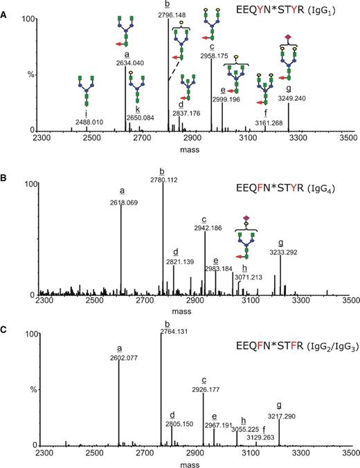 Deconvoluted mass spectra over the mass range 2300–3500, indicating the glycan populations determined for each IgG subclass: (A) EEQYNSTYR (IgG1), (B) EEQFNSTYR (IgG4), and (C) EEQFNSTFR (IgG2/3). The complex type glycans are represented with the following color code: green square – N-acetyl glucosamine; red triangle – fucose; blue circle – mannose; yellow circle – galactose; purple rhombus – sialic acid. The glycoforms are indicated with latin letters from a to k, and the structures corresponding to each glycan are represented in (A) and (B).