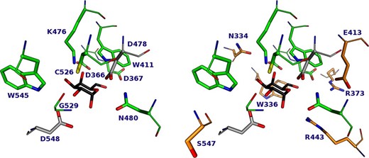 Localization of highly conserved amino acids within the AgaB active site (PDB code 4FNQ). Left: First-shell residues. Right: First and second-shell residues. Only Second-shell residues are labeled. This figure was created with PyMol.