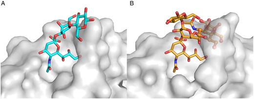 在SV40 VP1结构中观察到的GM1构象与FH唾液酸结合位点不兼容。（A） 与GM3g结合的FH唾液酸结合位点视图（Blaum et al.2015）和（B）叠加在GM3 Neu5Ac环上的SV40 VP1-GM1构象（Neu et al.2008）。GM1中与FH冲突的原子被描述为球体。该图有黑白印刷版和彩色版，可在《糖生物学》网站上找到。