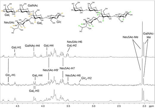 FH和SV40 VP1结合GM1聚糖的不同表位。顶部：SV40 VP1-GM1g STD NMR差异谱，中间：FH-GM1g SCD NMR差谱，底部：GM1g1H参考谱。插入：GM1g的示意结构。高亮质子的共振（SV40 VP1为橙色，FH为绿色）标记在光谱上。