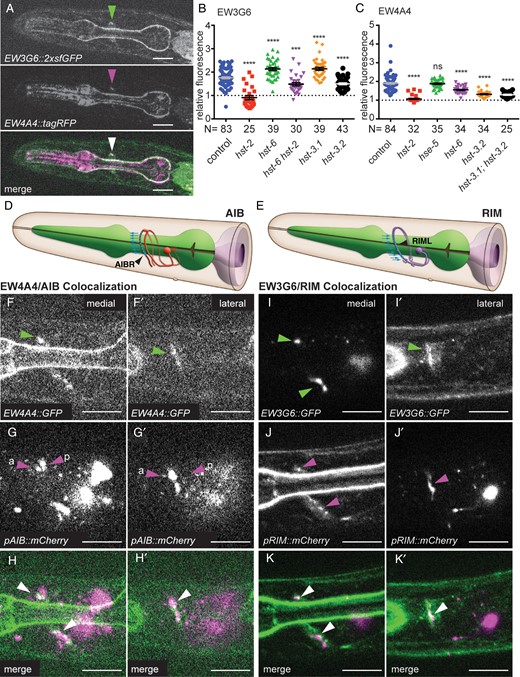 EW3G6::2xsfGFP and EW4A4::2xsfGFP bind distinct epitopes in proximity to the synaptic connection between AIB and RIM interneurons in the C. elegans nerve ring. (A) Fluorescent optical sections of the same focal plane of animals expressing both EW3G6::2xsfGFP (green channel, upper panel) and EW4A4::tagRFP (middle panel) with labeling of epitopes indicated by a green or magenta arrowhead, respectively. A merged image (lower panel) shows partial colocalization (white arrowhead). Anterior is to the left. Scale bars in all panels indicate 10 µm. (B and C) Quantification of relative fluorescence of transgenic strains expressing the EW3G6::2xsfGFP (dzEx1031) and EW4A4::2xsfGFP (dzEx1042) fusions in mutant backgrounds as indicated: hst-2, HS 2-O-sulfotransferase; hst-6, HS 6-O-sulfotransferase; hst-3.1, HS 3-O-sulfotransferase (type I); hst-3.2, HS 3-O-sulfotransferase (type II); hse-5, HS C5-epimerase. Statistical significance compared with the respective wild-type controls was calculated using the unpaired t-test with Welch's correction and indicated as ****, P <0.0001; ***, P <0.001, ns, not significant. Errors bars denote the standard error of the mean. (D and E) Schematics of AIB interneurons (left panel) and RIM motor/interneurons (right panel) with synaptic output and input between both, respectively, indicated by blue arrows. Modified after www.wormatlas.org, accessed 28 March 2016. (F–H′) Fluorescent optical sections of a medial/sagittal (F–H) and a lateral/parasagittal plane (F′–H′) of animals transgenically expressing the EW4A4::2xsfGFP and mCherry as a cytoplasmic marker in the bilateral pair of AIBL/R neurons under control of the Pinx-1 promoter (Altun et al. 2009). Images of the green (E and E′) and red (F and F′) channels with a merged image (H and H′) are shown. Green and red arrowheads point to labeling of the respective processes and indicate the more anterior descending (a), and posterior ascending (p) neurites of AIB, respectively. White arrowheads point to colocalization. Anterior is to the left, ventral down. The reciprocal experiment between EW4A4 and RIML/R is shown in Supplementary data, Figure S2C–E′. Fluorescent optical sections of a medial/sagittal (I–K) and a lateral/parasagittal plane (I′–K′) of animals transgenically expressing the EW3G6::2xsfGFP and mCherry as a cytoplasmic marker in RIML/R under control of the Pgcy-13 promoter (Ortiz et al. 2006). Similar results were obtained with the Ptdc-1 promoter, which is also expressed in RIM (Alkema et al. 2005). Images of the green (I and I′) and red (J and J′) channels with a merged image (K and K′) are shown. Green, red and white arrowheads point to labeling of the respective processes and colocalization. The reciprocal experiment between EW3G6 and AIBL/R is shown in Supplementary data, Figure S2F–H′.