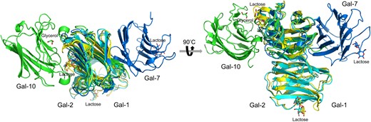 Overlay of the structures of Gal-1, -2, -7 and -10. (PDB codes: Gal-1, 1LCL; Gal-2, 5DG2; Gal-7, 4GAL; Gal-10, 5XRG) (A) Top view of the overlay. (B) Side view of the overlay. Besides Gal-1 and -2, all prototype galectins show different global homodimer structures comparing to each other.