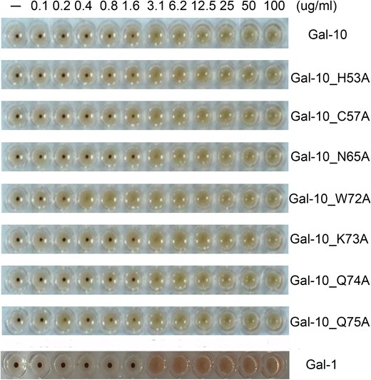 Hemagglutination assay with all Gal-10 species and Gal-1. With the exception of W72A, Gal-10 and its other variants induce agglutination of chicken erythrocytes with a MAC (Minimum Agglutination Concentration) value of 3.1 ug/mL. The MAC value for the W72A variant is much lower, i.e., 0.4 ug/mL. The MAC value for Gal-1 is 3.1 ug/mL.