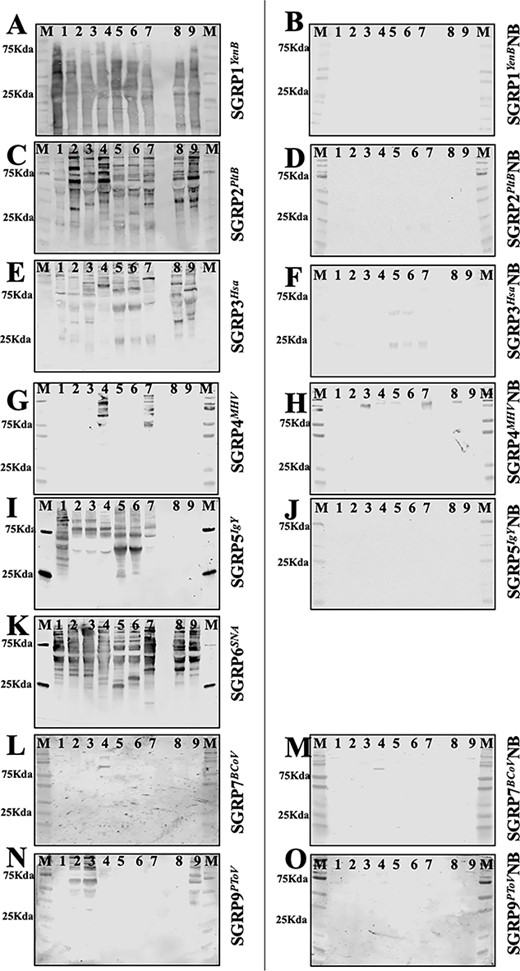 Specific recognition of sialoglycoproteins in mammalian sera by SGRPs in western blots. Mammalian sera from mouse (1), rat (2), rabbit (3), Guinea pig (4), goat (5), sheep (6), horse (7), human (8), and Cmah−/− mouse (9) were subjected to SDS-PAGE under conditions that protect labile O-acetyl groups immunoblotted and probed with SGRPs. M in each blot represents the molecular weight marker. Panels a and b show blots interrogated with SGRP1YenB and SGRP1YenBNB (both at 1 μg/ml); panels c and d show blots interrogated with 1-μg/ml SGRP2PltB and SGRP2PltBNB; panels e and f represent SGRP3Hsa and SGRP3HsaNB (both at 1 μg/ml); panels g and h show blots probed with 1 μg/ml of SGRP4MHV and SGRP4MHVNB; panels i and j show blot probed with 0.33-μg/ml SGRP5IgY and SGRP5IgYNB; panels k is blot interrogated by 1-μg/ml SGRP6SNA; panels l and m show blots probed by 1-μg/ml SGRP7BCoV and SGRP7BCoVNB, and panels n and o represent blots interrogated with 2-μg/ml SGRP9PToV and SGRP9PToVNB. Binding of biotinylated SGRPs was detectable and developed using streptavidin IRDye 680 (1:10,000). Analysis was done on a LiCor odyssey infrared imager. Both blots for each SGRP set were detected at the same time using the same conditions.