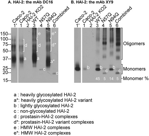 Asn-57, but not Asn-94, is responsible for the N-glycosylation of HAI-2. Wild-type HAI-2 (WT, lanes 3) or mutant HAI-2 variants Asn-57 (N57Q, lanes 4), or Asn-94 (N94Q, lanes 5), or Asn-75 + Asn-94 (combined, lanes 6) expression constructs were transfected into HAI-2 knockout Caco-2 cells. Lysates prepared from these cells, the HAI-2 KO cells (HAI-2 KO2, lanes 2), and parental Caco-2 cells (Caco-2, lanes 1 and lanes 1′ for longer exposure) were analyzed by immunoblot for HAI-2 species using the mAb DC16 (A) and the mAb XY9 (B). The various HAI-2 species are indicated. The ratios of HAI-2 monomer to total HAI-2 recognized by the mAb XY9 are also indicated.