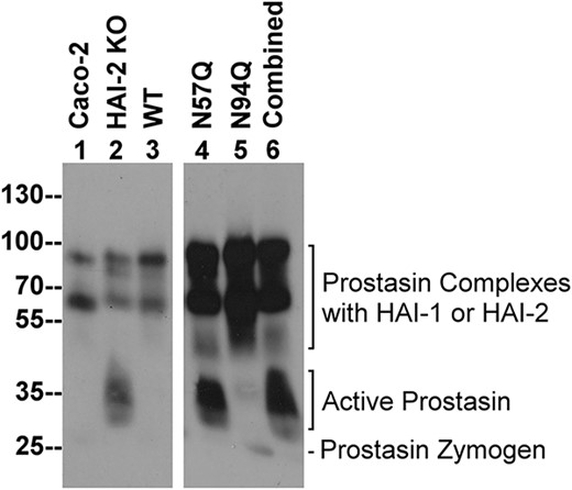 N-glycosylation is required for HAI-2 to reverse the enhanced prostasin proteolysis caused by targeted HAI-2 deletion in Caco-2 cells. Wild-type HAI-2 (WT, lane 3), or HAI-2 mutants, constructs N57Q (lane 4), N94Q (lane 5), or combined (lane 6) were transiently expressed in HAI-2 knockout Caco-2 cells. Lysates prepared from these cells, the HAI-2 KO cells (HAI-2 KO, lane 2), and parental Caco-2 cells (Caco-2, lane 1) were analyzed by immunoblot for prostasin species using the mAb YL11. Prostasin species include prostasin complexes with the HAIs, active prostasin, and prostasin zymogen, as indicated.