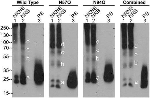 Exogenously expressed HAI-2 tends to form disulfide-linked oligomers, particularly non-glycosylated HAI-2. Wild-type HAI-2 (wild type) and HAI-2 variants, including N57Q mutant (N57Q), N94Q mutant (N94Q), and the combined mutant (combined) were transiently expressed in HAI-2 knockout Caco-2 cells. Lysates prepared from these cells were analyzed by immunoblot for HAI-2 species using the mAb XY9 under 1) non-reducing and non-boiled condition (NRNB, lanes 1), 2) non-reducing and boiled condition (NRB, lanes 2), and reducing and boiled condition (RB, lanes 3). Different HAI-2 species based on their sizes were indicated.