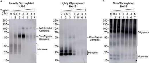 The N-glycosylation status affects the ability of HAI-2 to form enzyme–inhibitor complexes with trypsin in solution. Equal amounts of cellular proteins from lysates of Caco-2 cells (A) and the HAI-2 KO Caco-2 cells (B), in which N57Q HAI-2 variant has been transiently expressed, were incubated with different amounts of a trypsin preparation, as indicated at 4°C for 30 min. The reaction was terminated by the addition of 1X SDS-sample buffer. The samples were analyzed by immunoblot for HAI-2 species and trypsin-HAI-2 complexes using the HAI-2 mAb. HAI-2 monomer and HAI-2 complexes with trypsin are indicated.