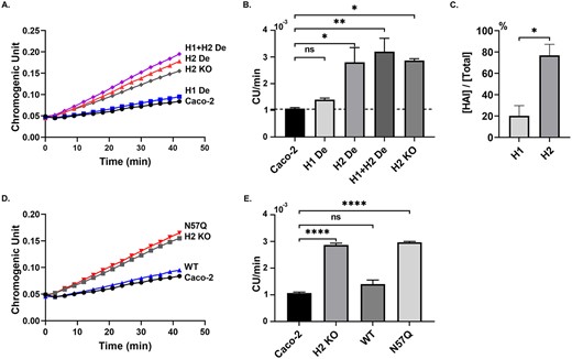 The heavily glycosylated form of HAI-2 represents the predominant cellular anti-trypsin activity of Caco-2 cells. HAI-1 and HAI-2 were immune-depleted from lysates prepared from Caco-2 cells individually (A and B, H1 De and H2 De) or together (A and B, H1 + H2 De). Equal amounts of protein from these samples and lysates of Caco-2 parental cells (A, B, and D, E, Caco-2), HAI-2 KO Caco-2 cells (A, B, D, and E, H2 KO), and the HAI-2 KO cells, in which the N57Q HAI-2 variant was transiently expressed (D, and E, N57Q), were incubated with trypsin at 4°C for 30 min. The residual trypsin activity in these samples was measured using a synthetic, chromogenic substrate, N-Benzoyl-Val-Gly-Arg p-nitroanilide hydrochloride (A and D, chromogenic unit versus time). The residual trypsin activities in these samples were quantitatively determined by the rate of chromogen release (B, and E, chromogen unit per min, CU/min) from 3 independent experiments. The ratio of the individual HAI relative to the combined anti-trypsin activity of the HAIs in Caco-2 cells were calculated and presented (C). CU stands for chromogen unit. Error bar represents SEM. Significant differences are derived from one-way ANOVA (B, E) or Student’s t-test (C). *P < 0.05, **P < 0.01, ***P < 0.001, ****P < 0.0001.