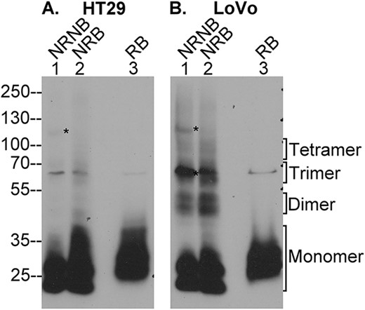 LoVo colon adenocarcinoma cells endogenously express disulfide linked HAI-2 oligomers. Lysates of colorectal adenocarcinoma cells HT29 (A) and LoVo (B) were analyzed by immunoblot for HAI-2 species using the mAb XY9 under 3 different conditions: 1) non-reducing and non-boiled condition (NRNB, lanes 1), 2) non-reducing and boiled condition (NRB, lanes 2), and reducing and boiled condition (RB, lanes 3). The monomer and oligomer forms of HAI-2 are indicated. Two putative enzyme–inhibitor complexes of HAI-2 with an as yet unidentified protease(s) are indicated by *, which disappeared when the samples underwent boiling treatment (lanes 2).