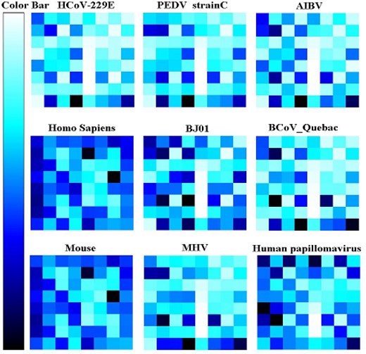 The codon usage frequency of mouse, human, human papillomavirus and six coronaviruses.