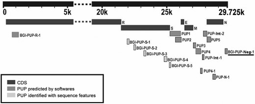 The genome organization of the SARS-CoV (Isolate BJ01).