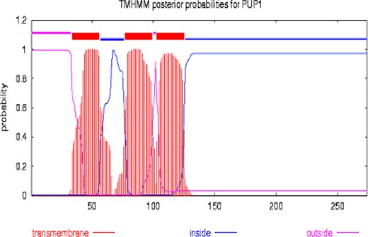 Predicted transmembrane structure of PUP1 (TMHMM). Red blocks on the top line are predicted transmembrane domains. The abscissa represents the position on sequence, and the ordinate represents the probability of prediction.