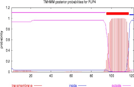 Predicted transmembrane structure of PUP4 (TMHMM).