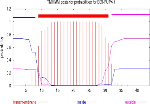 Predicted transmembrane structure of BGI-PUP4-1 (TMHMM).