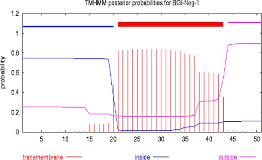 Predicted transmembrane structure of BGI-Neg-1 (TMHMM).