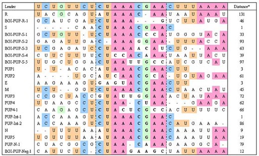 The TRS sequences in the SARS-CoV genome (Isolate BJ01). *This refers to the number of nucleotides between the first nucleotide of the TRSs and the first letter of the start codon of the corresponding ORFs.