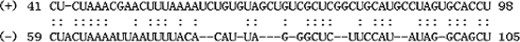Homological comparison of the 5’ end and 3’ end of the SARS-CoV genome (Isolate BJ01).