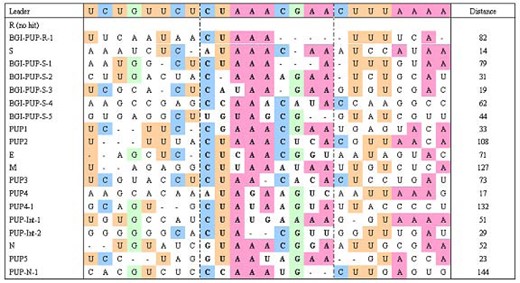 Comparison of TRS in SARS-CoV Isolate BJ01 (minus sense). Core segments (CUAAACGAA) are mark up in bold style. Distance in part B is the number of nucleotide between the last letters of the TRSs to the terminal codon of their corresponding ORFs.