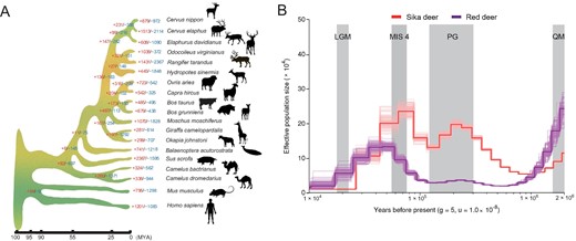 Evolutionary analysis of sika deer A. Phylogenetic tree inferred from 19 species. The X-axis is the inferred divergence time based on the phylogenetic tree and fossils. The number of expanded gene families is red, and the number of contracted gene families is blue. B. PSMC analysis of effective population sizes in sika deer and red deer. The generation times (g) is 5 years and the per generation mutation rate (u) is 1.0E–8. LGM, last glacial maximum (∼ 0.02 MYA); MIS 4, marine oxygen isotope stage 4 (0.05–0.075 MYA); PG, penultimate glaciation (0.13–0.3 MYA); QM, Qingzang movement (1.7–3.6 MYA); PSMC, pairwise sequential markovian coalescent; MYA, million years ago.
